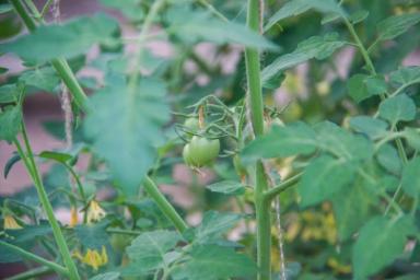 Формируем кусты правильно: нужно ли пасынковать низкорослые помидоры
