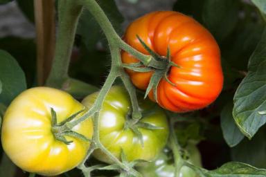 2 самых урожайных и неприхотливых сорта томатов: посадил и забыл до сбора урожая