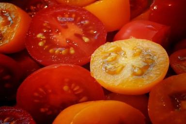 Ошибки, которые нельзя допускать при высадке томатов в грунт: рискуете остаться и без рассады, и без урожая 