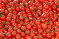 Для чего поливают помидоры сладкой водой: о чем не догадываются огородники