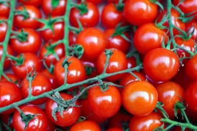Правильная посадка рассады томатов в теплицу: досадная ошибка огородника