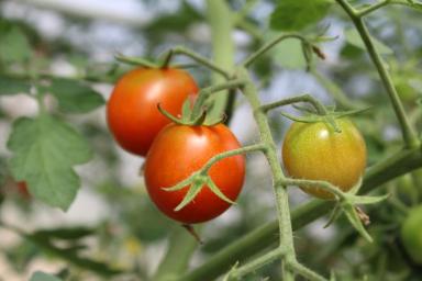 Чем подкормить помидоры после высадки в открытый грунт: сроки и варианты подкормки 