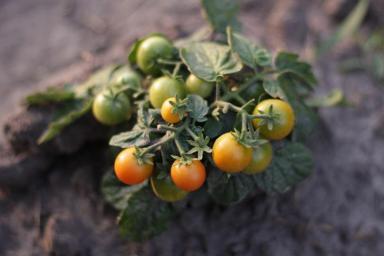 5 граммов этого вещества — и томаты будут усыпаны плодами: хитрость, о которой многие не знают