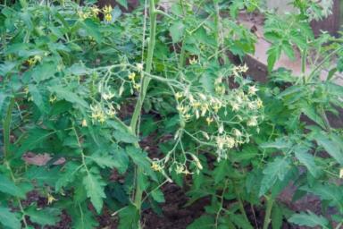Зола, йод и борная кислота: чем опытные огородники подкармливают томаты для роста