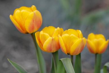 Простая подкормка нужна тюльпанам весной: даёт роскошное цветение и крупные луковицы