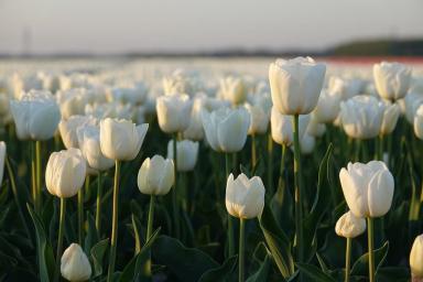 6 досадных ошибок, почему не цветут тюльпаны