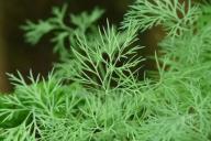 Можно ли посыпать укроп золой: правило дачника