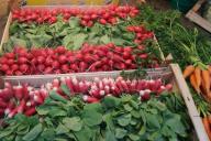 5 правил для тех, кому нужен отличный, обильный урожай редиса 