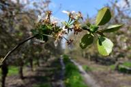 Где нужно сажать вишню, чтобы урожай собирать ведрами: важное правило