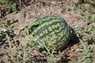 2 пузырька на бочку воды – и можно обойтись без навоза: простое удобрение для всего огорода