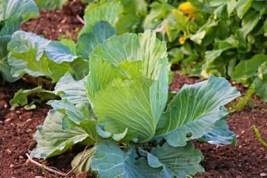 Как вырастить раннюю капусту без рассады с помощью стеклянной банки: огородная хитрость