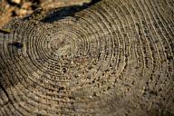 Как выкорчевать пень без усилий и превратить его в грибной сад с вешенками 