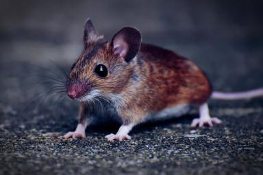 Как понять, что на вашей даче есть мыши: 6 вещей, на которые нужно обратить внимание