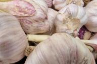 Чеснок