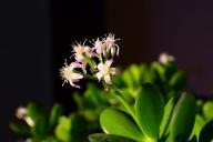 Денежное дерево 