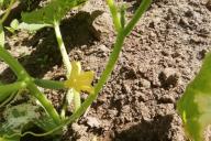 Огурец Завязь