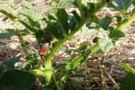 колорадский жук