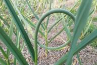 Чеснок Стрелки