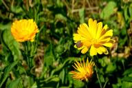 Клоп на цветке