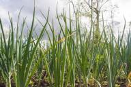 Зеленый лук