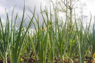 Зеленый лук