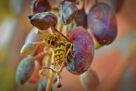 Виноград с осой