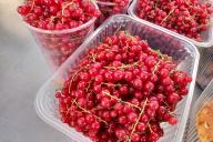 Ягоды смородины