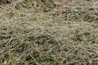 Сухая трава