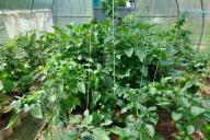 Парник Овощи