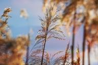 Тростник обыкновенный