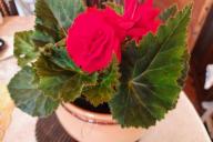 Цветок, растение