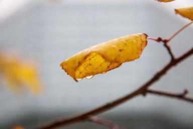 Листья Осень