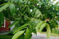 Грецкий орех