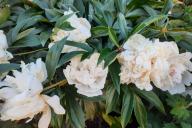 рододендроны