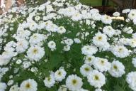 Хризантемы