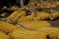 Кукуруза