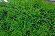 Можжевельник