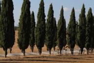 Кипарисы 