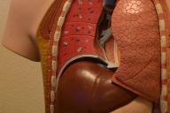 Макет органов 