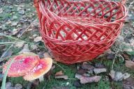 Грибы Корзина