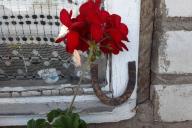 Цветок у окна