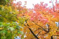 Осень, деревья