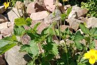 Трава Сорняки