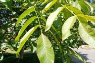 Грецкий орех