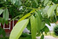 Грецкий орех