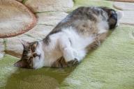 Кот на ковре