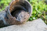 Мышь в трубе