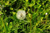 одуванчики