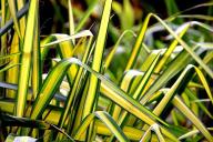 Хлорофитум