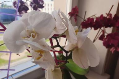Цветы, орхидея